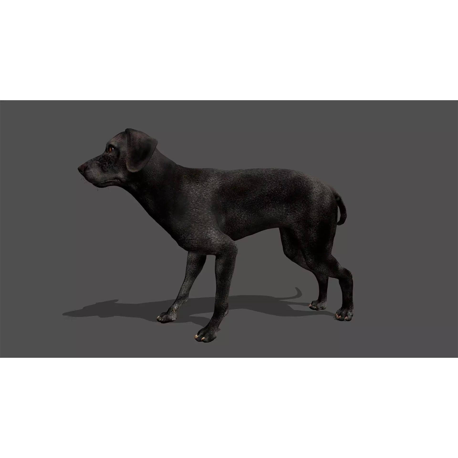 Ultimate 3D Animal Pack - Low-Poly Game-Ready 3D Model - View 85