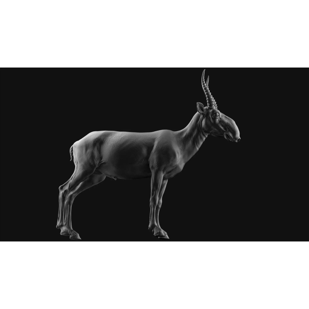 Saiga 3D Model – High Poly T-Pose, FBX and OBJ Formats - View 2