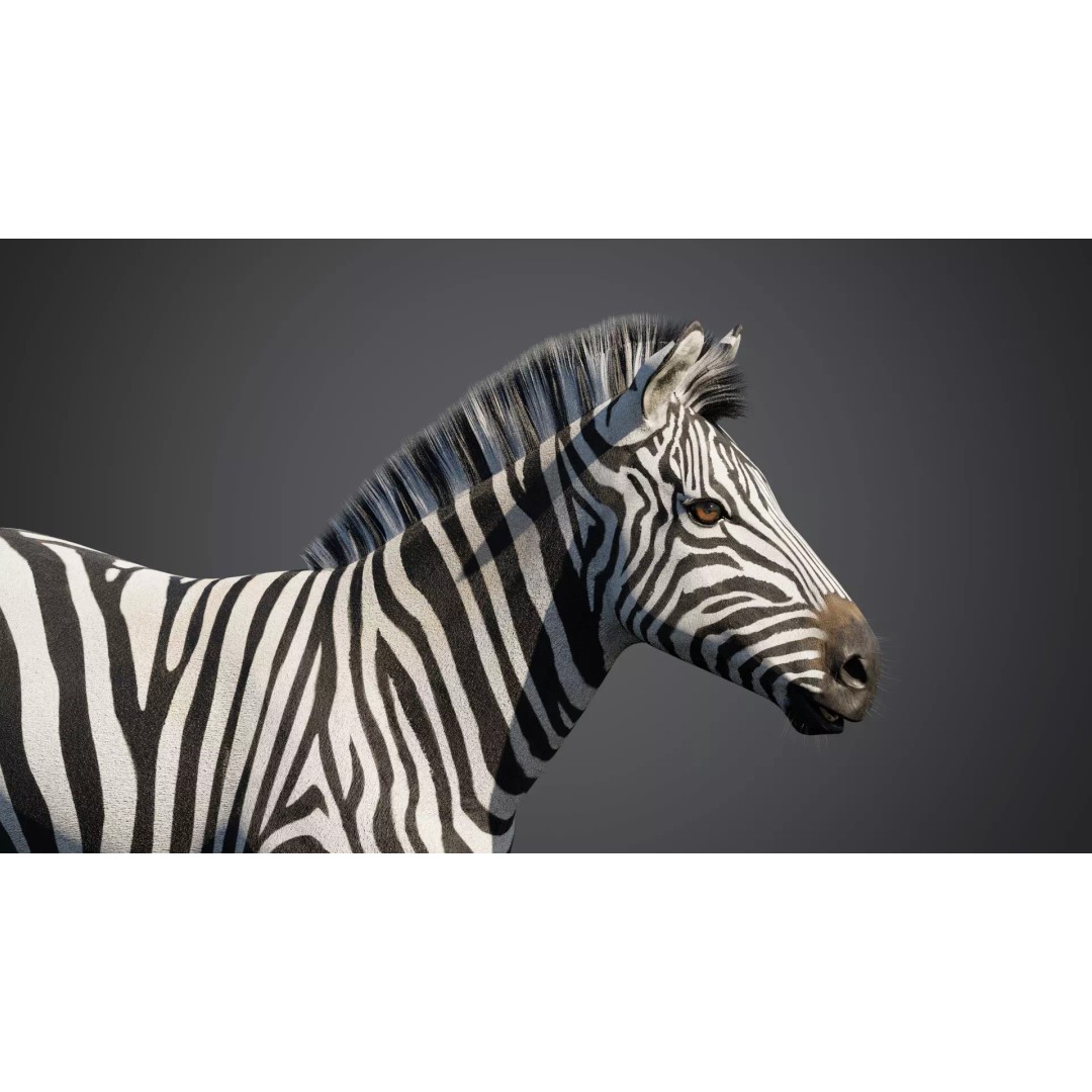 Zebra 3D Model – Rigged Animated Character with PBR Textures