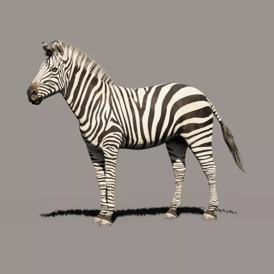 Zebra 3D Model – Rigged Animated Character with PBR Textures - View 2