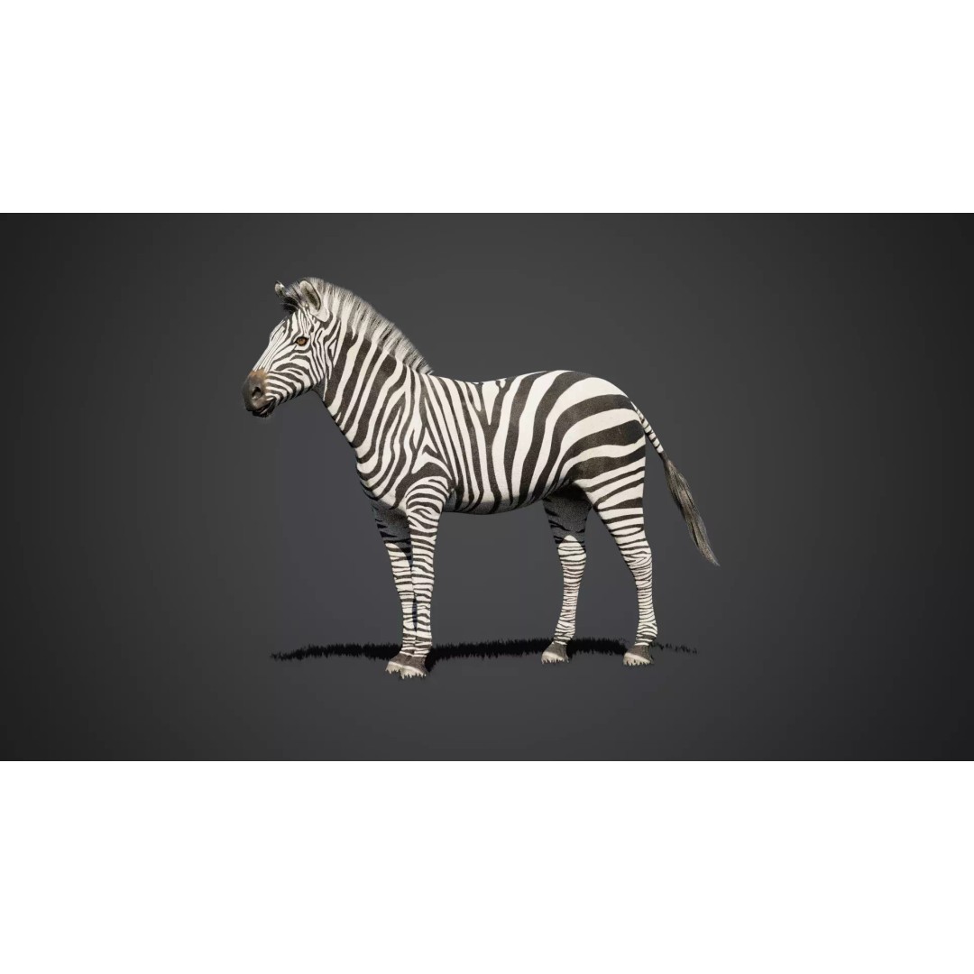 Zebra 3D Model – Rigged Animated Character with PBR Textures - View 3