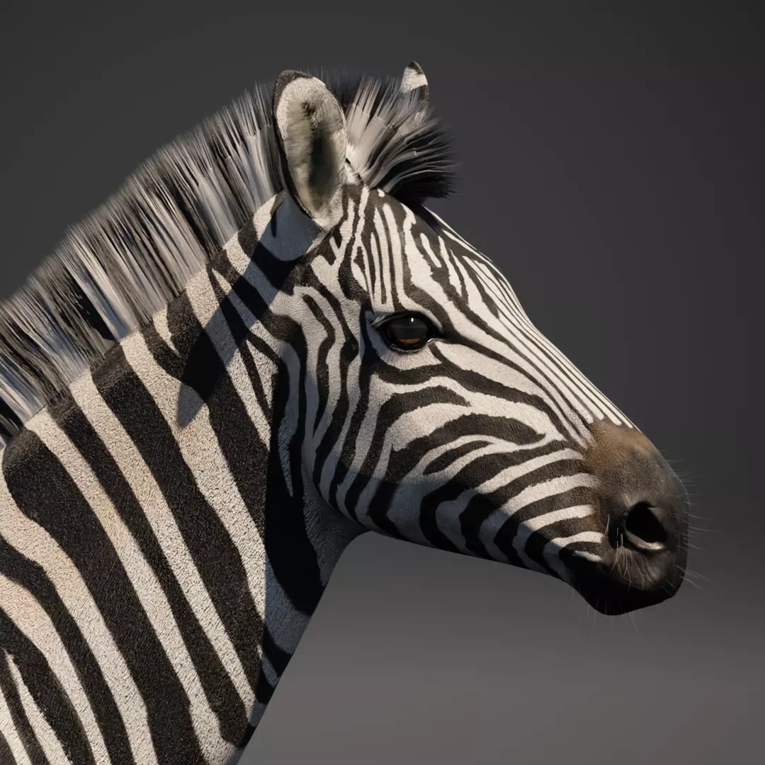 Zebra 3D Model – Rigged Animated Character with PBR Textures - View 4