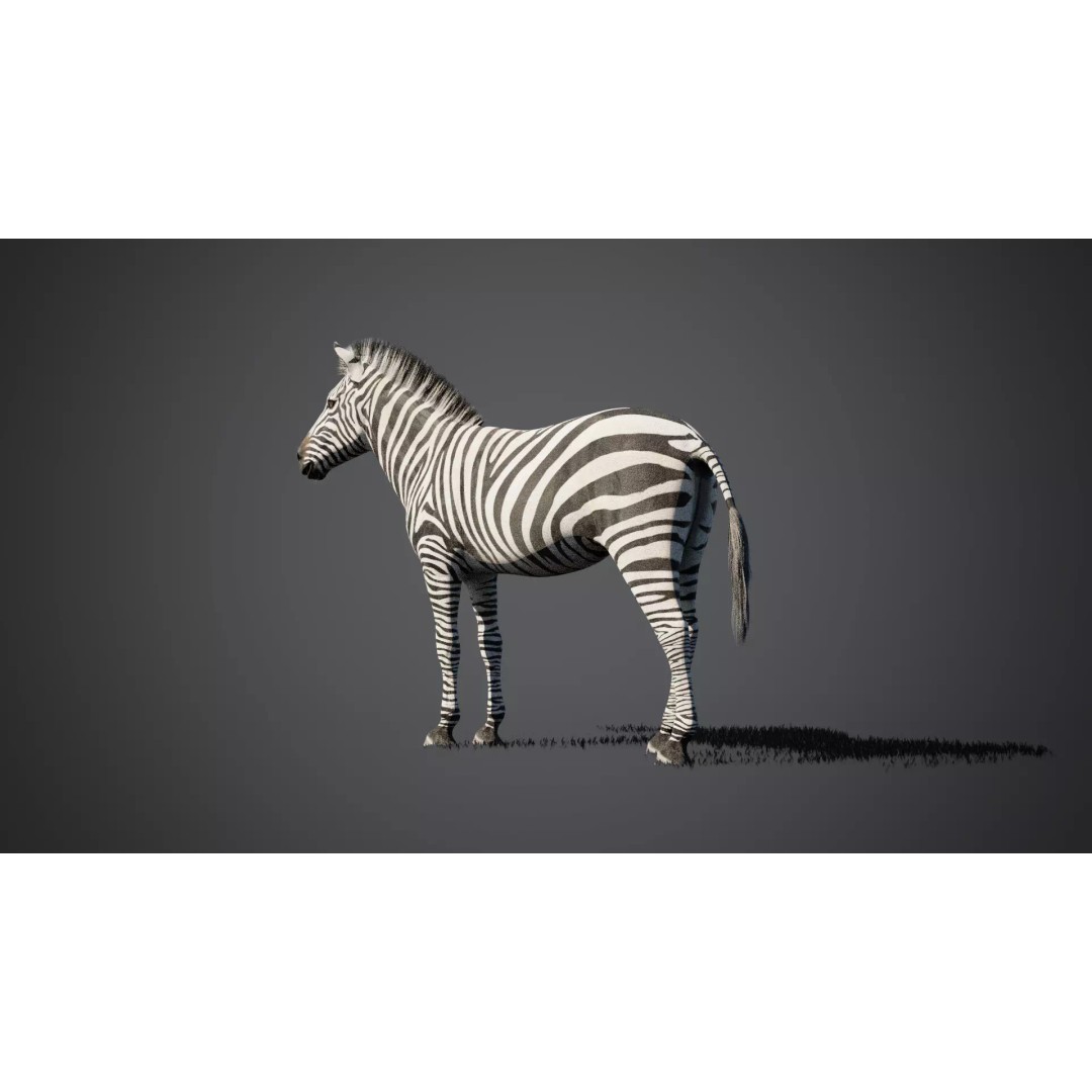 Zebra 3D Model – Rigged Animated Character with PBR Textures - View 6
