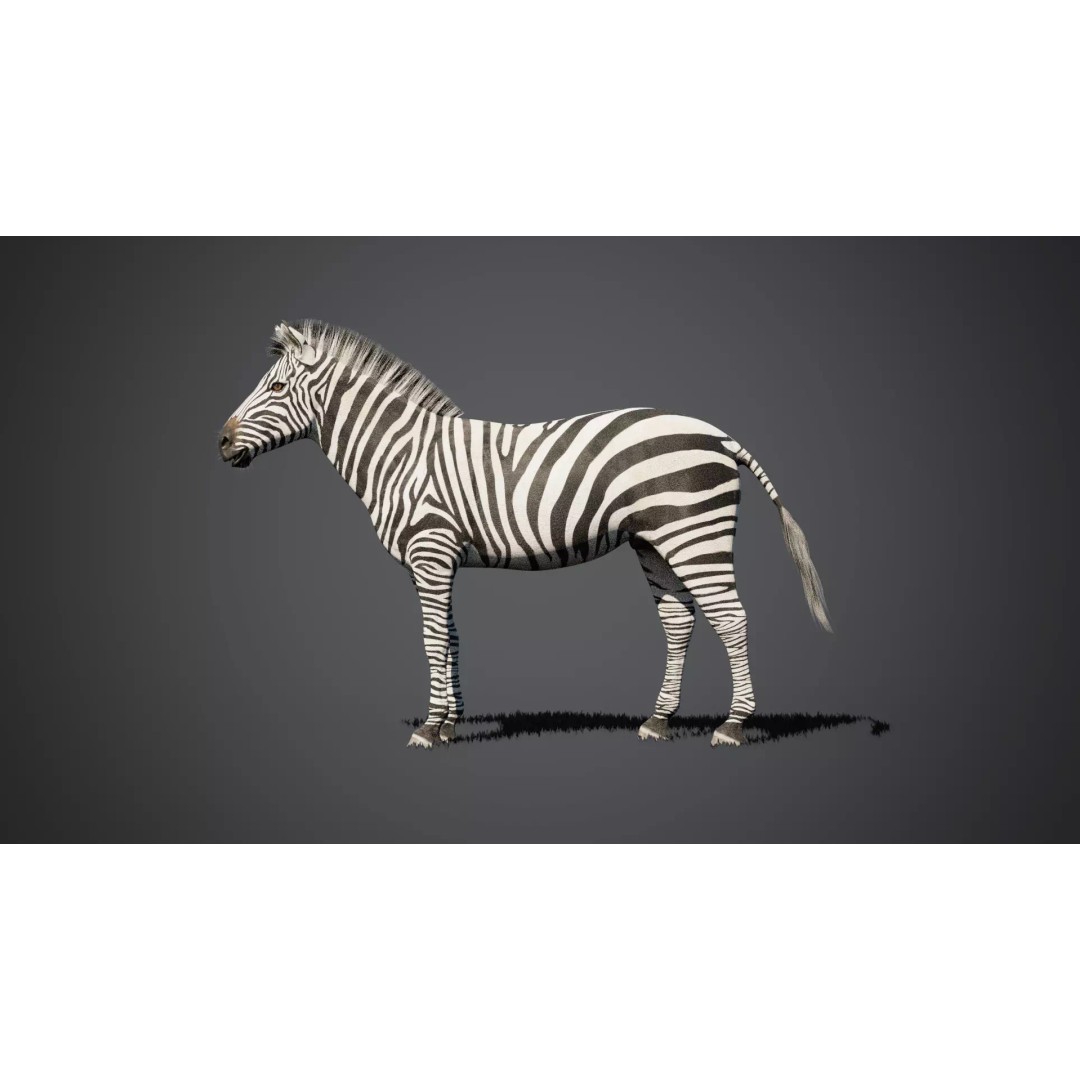 Zebra 3D Model – Rigged Animated Character with PBR Textures - View 9