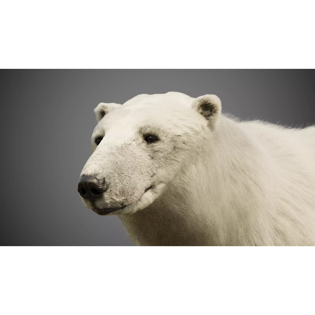 Polar Bear 3D Model – Rigged Animated Character for Blender, FBX - View 10