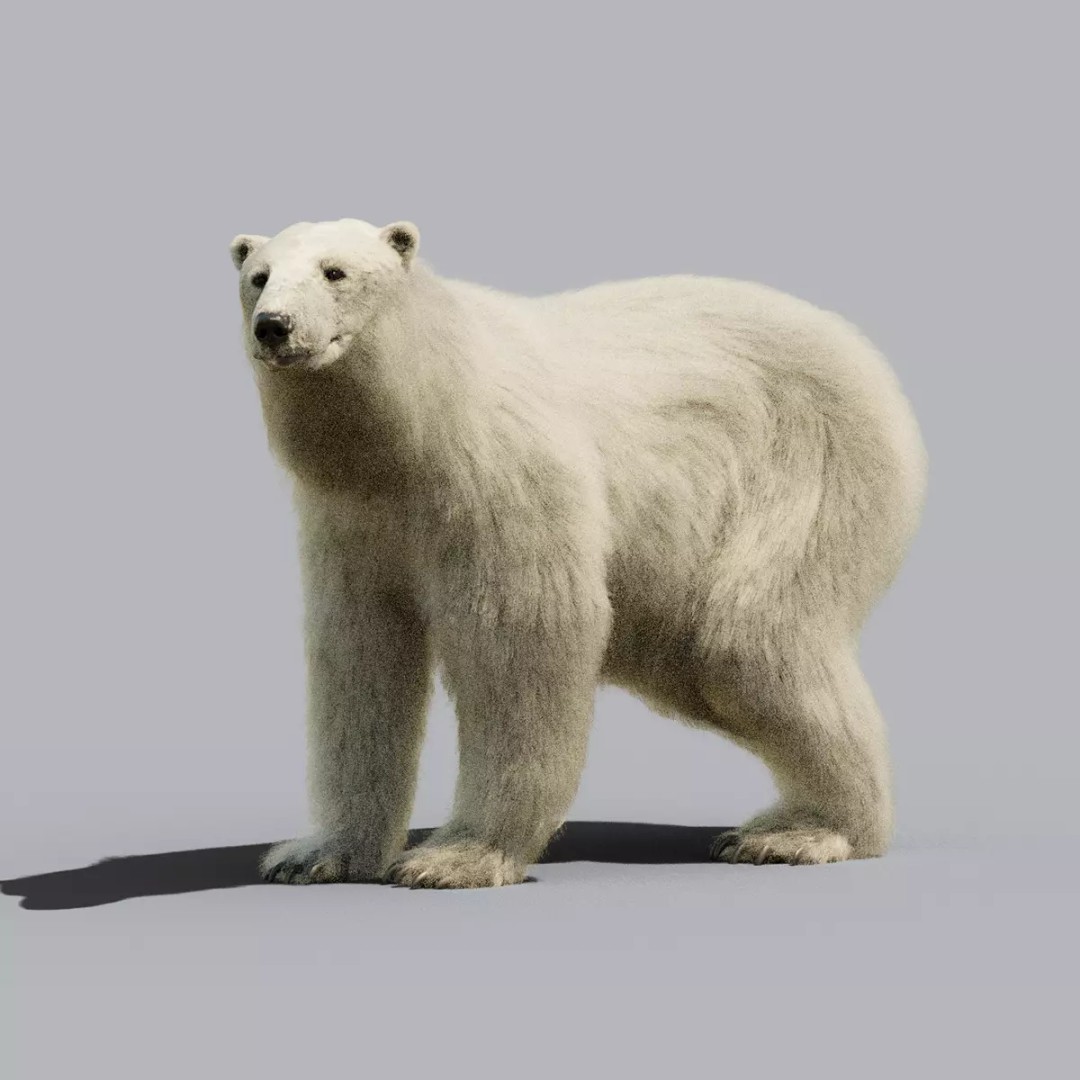 Polar Bear 3D Model – Rigged Animated Character for Blender, FBX - View 2