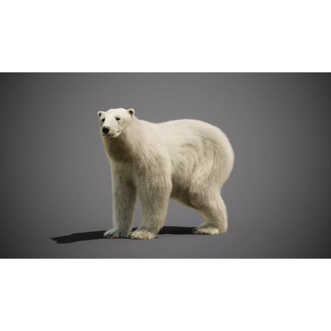 Polar Bear 3D Model – Rigged Animated Character for Blender, FBX - View 3