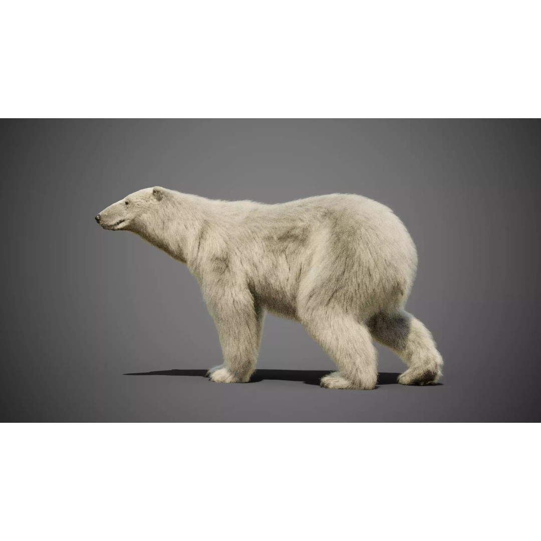Polar Bear 3D Model – Rigged Animated Character for Blender, FBX - View 4
