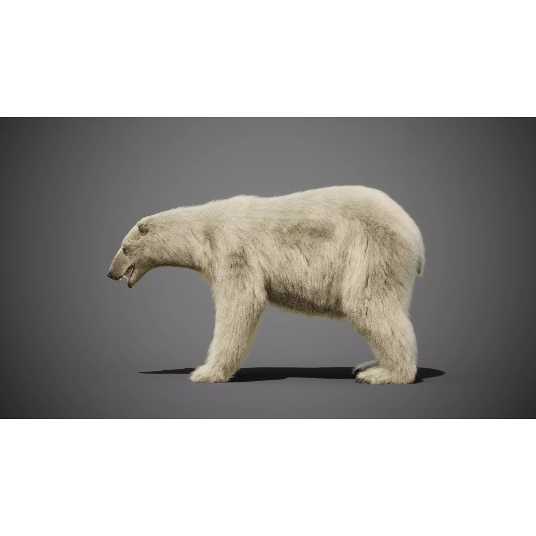 Polar Bear 3D Model – Rigged Animated Character for Blender, FBX - View 5
