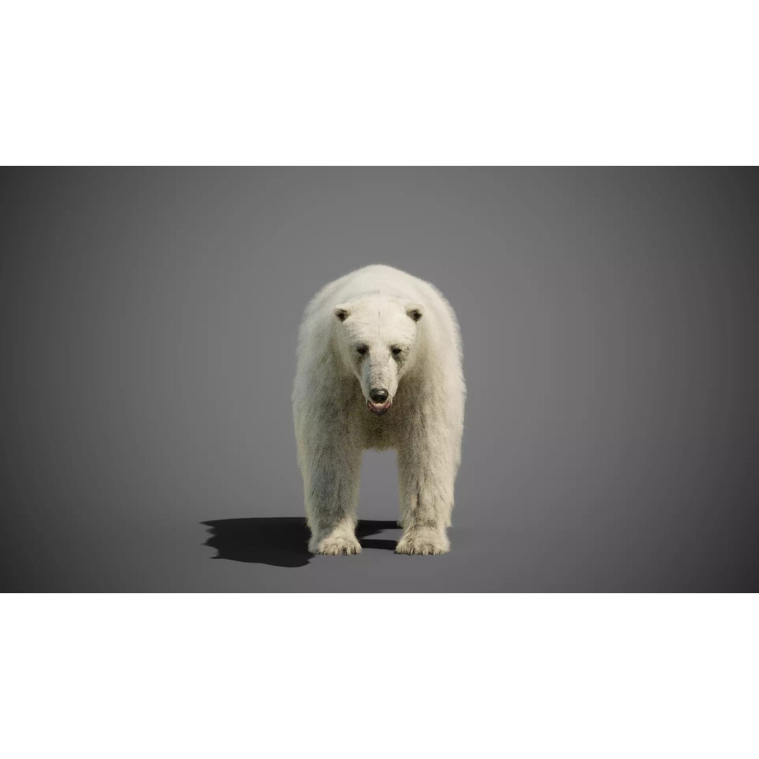 Polar Bear 3D Model – Rigged Animated Character for Blender, FBX - View 6