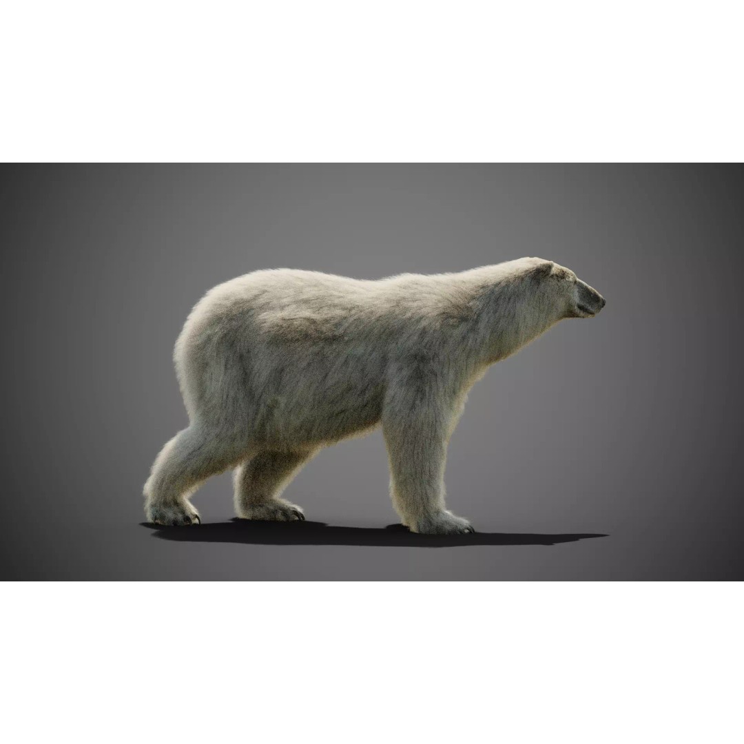 Polar Bear 3D Model – Rigged Animated Character for Blender, FBX - View 8