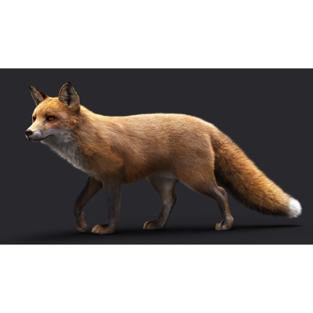 Photorealistic Fox 3D Model – Fully Rigged, High Poly, Maya - View 10