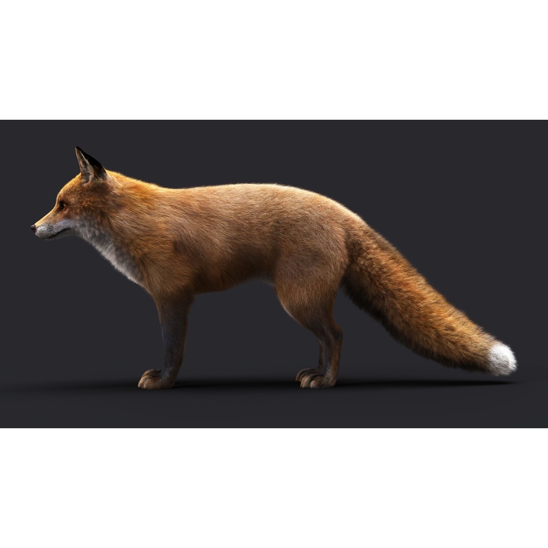 Photorealistic Fox 3D Model – Fully Rigged, High Poly, Maya - View 11