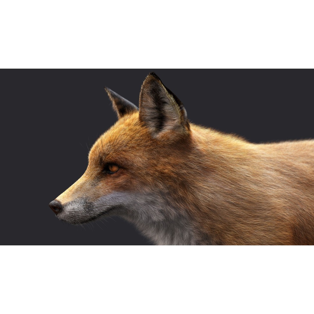 Photorealistic Fox 3D Model – Fully Rigged, High Poly, Maya - View 12