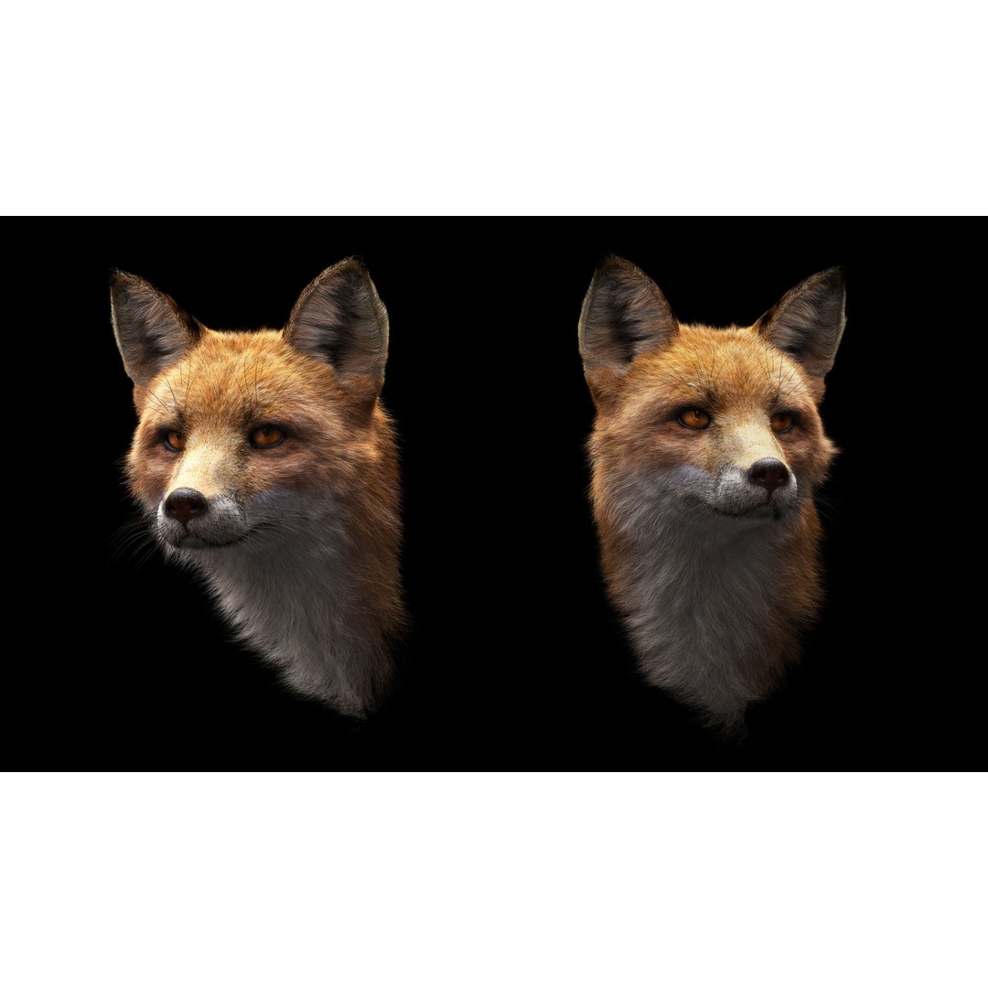 Photorealistic Fox 3D Model – Fully Rigged, High Poly, Maya - View 13