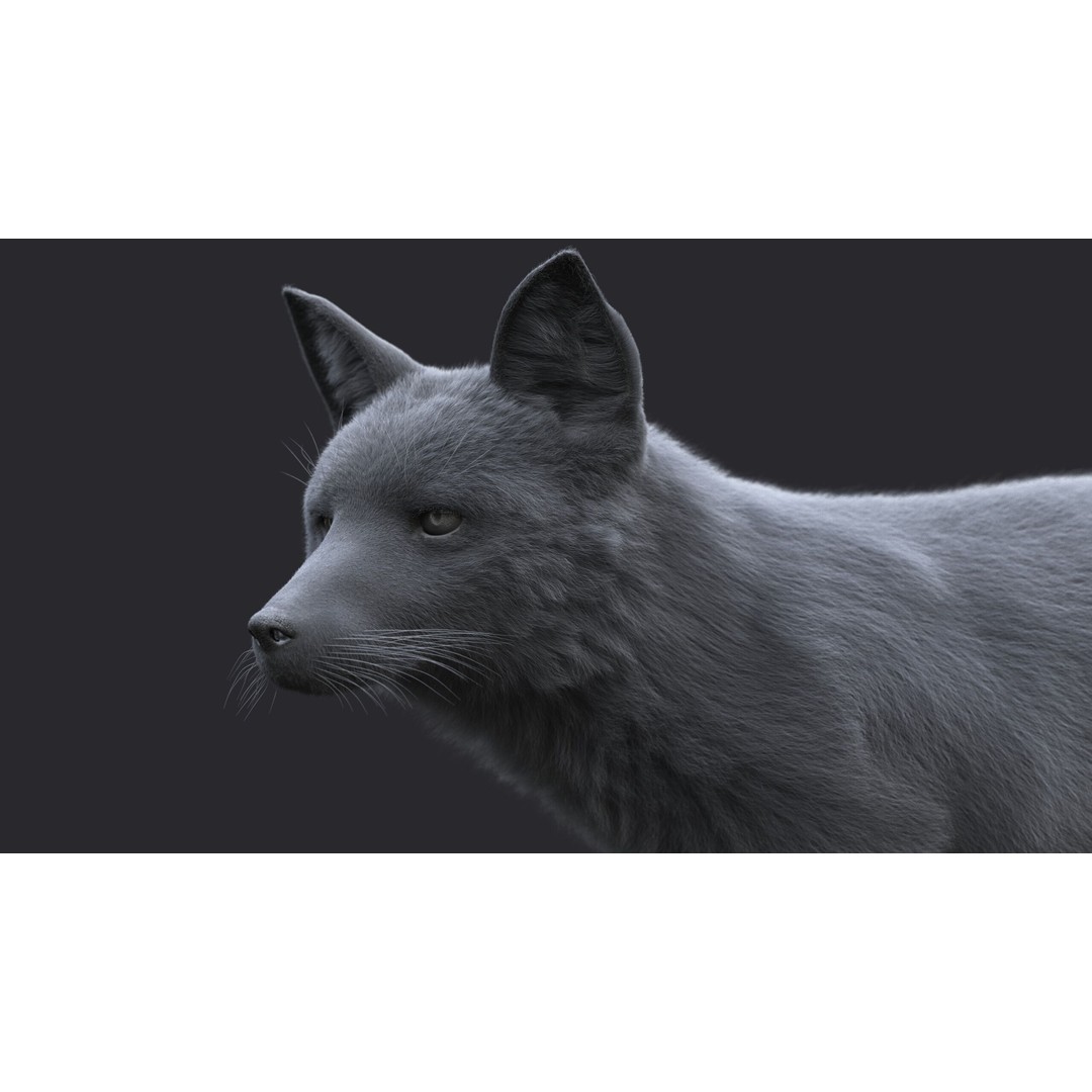 Photorealistic Fox 3D Model – Fully Rigged, High Poly, Maya - View 14