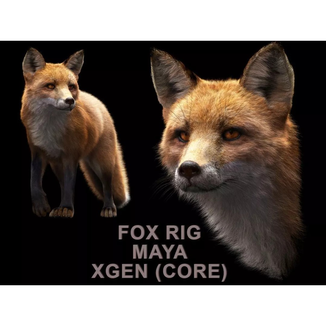 Photorealistic Fox 3D Model – Fully Rigged, High Poly, Maya - View 2