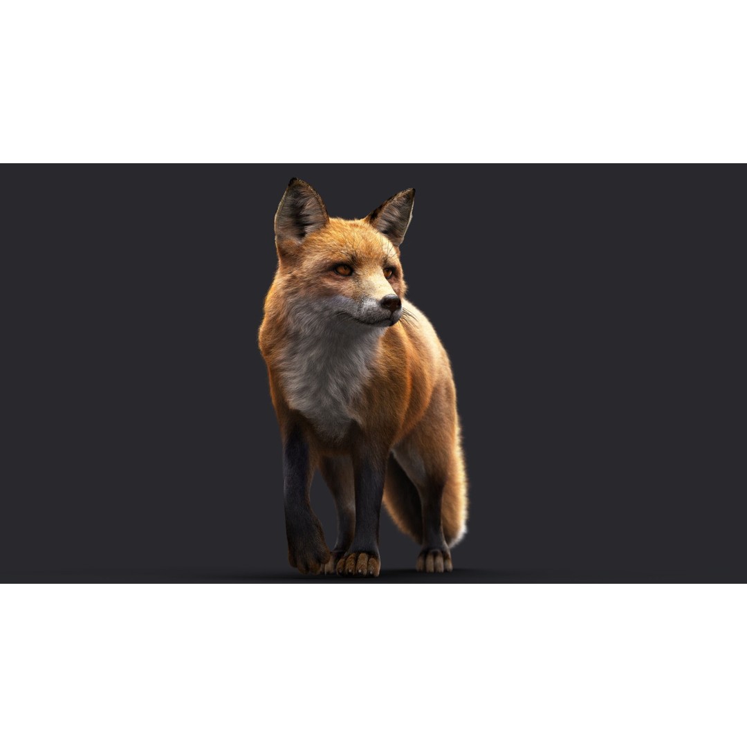 Photorealistic Fox 3D Model – Fully Rigged, High Poly, Maya - View 3