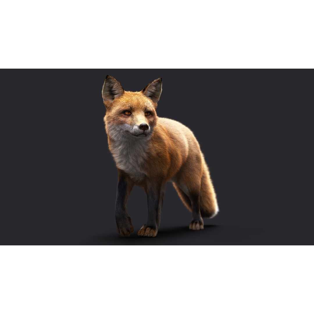 Photorealistic Fox 3D Model – Fully Rigged, High Poly, Maya - View 4
