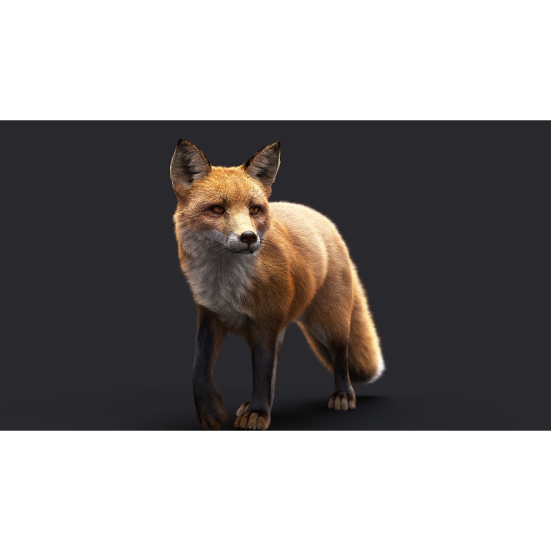 Photorealistic Fox 3D Model – Fully Rigged, High Poly, Maya - View 5