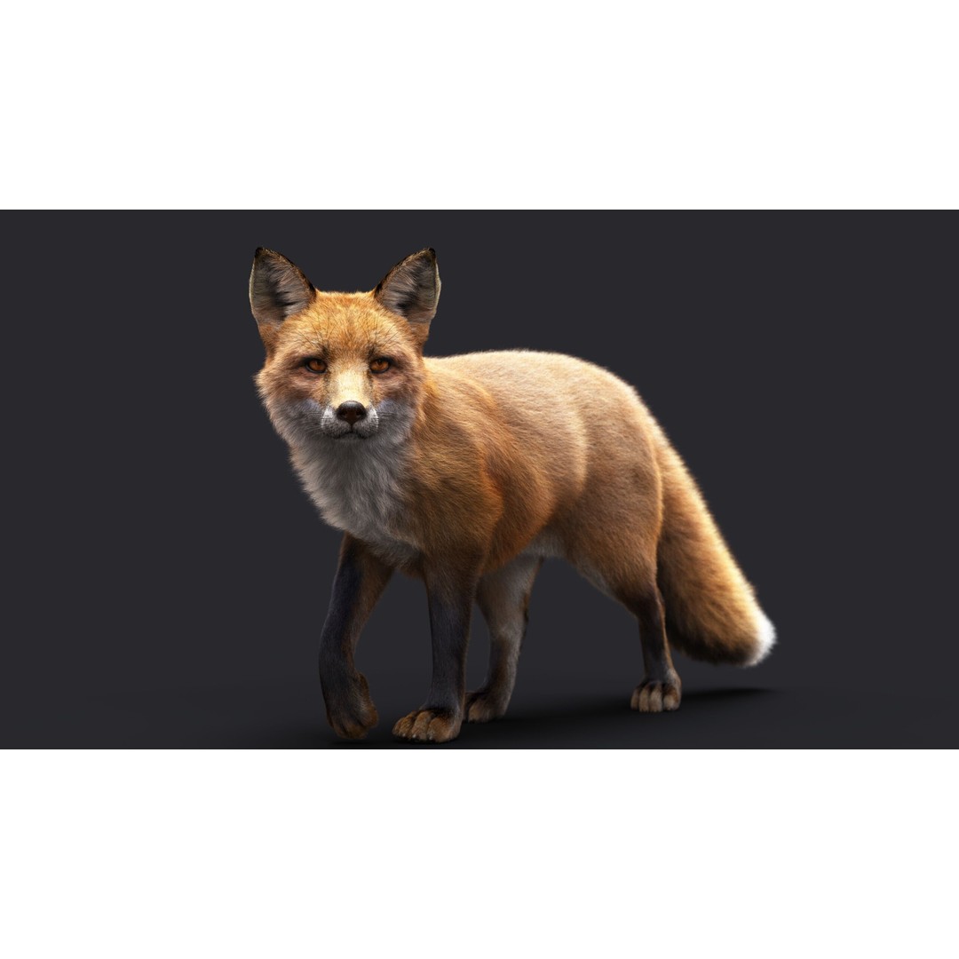 Photorealistic Fox 3D Model – Fully Rigged, High Poly, Maya - View 6