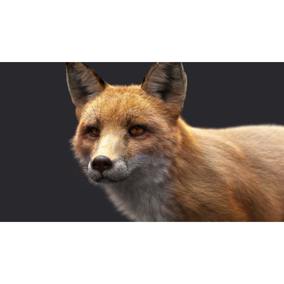 Photorealistic Fox 3D Model – Fully Rigged, High Poly, Maya - View 7