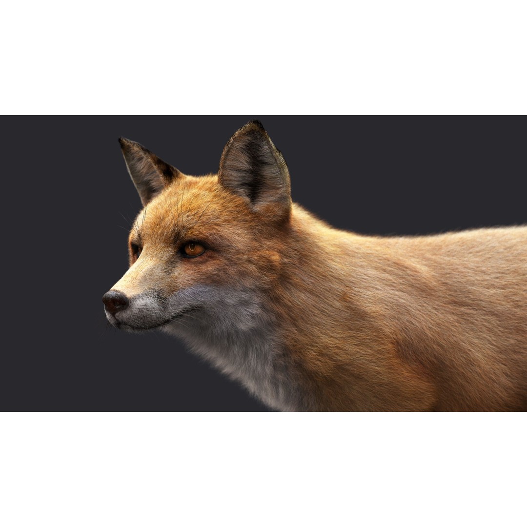 Photorealistic Fox 3D Model – Fully Rigged, High Poly, Maya - View 8