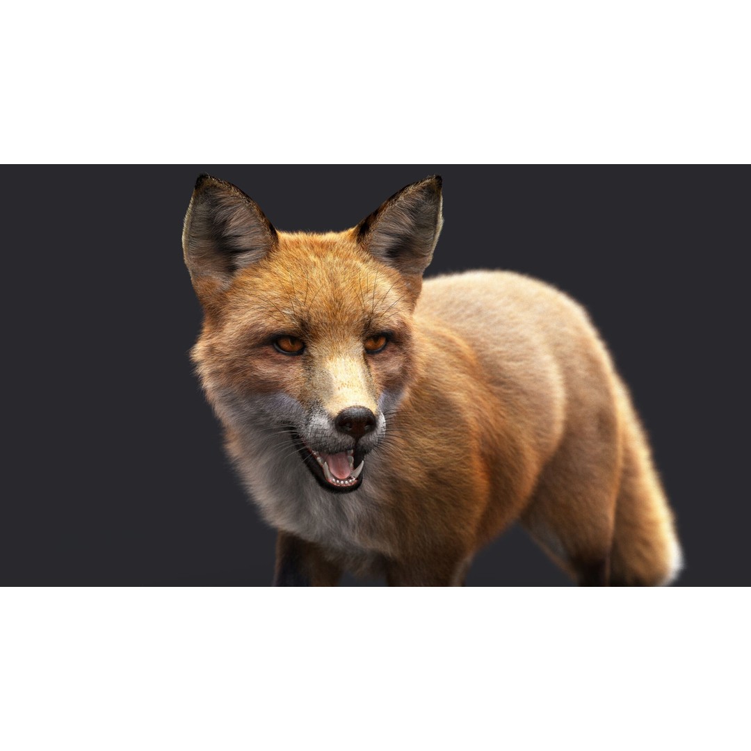 Photorealistic Fox 3D Model – Fully Rigged, High Poly, Maya - View 9