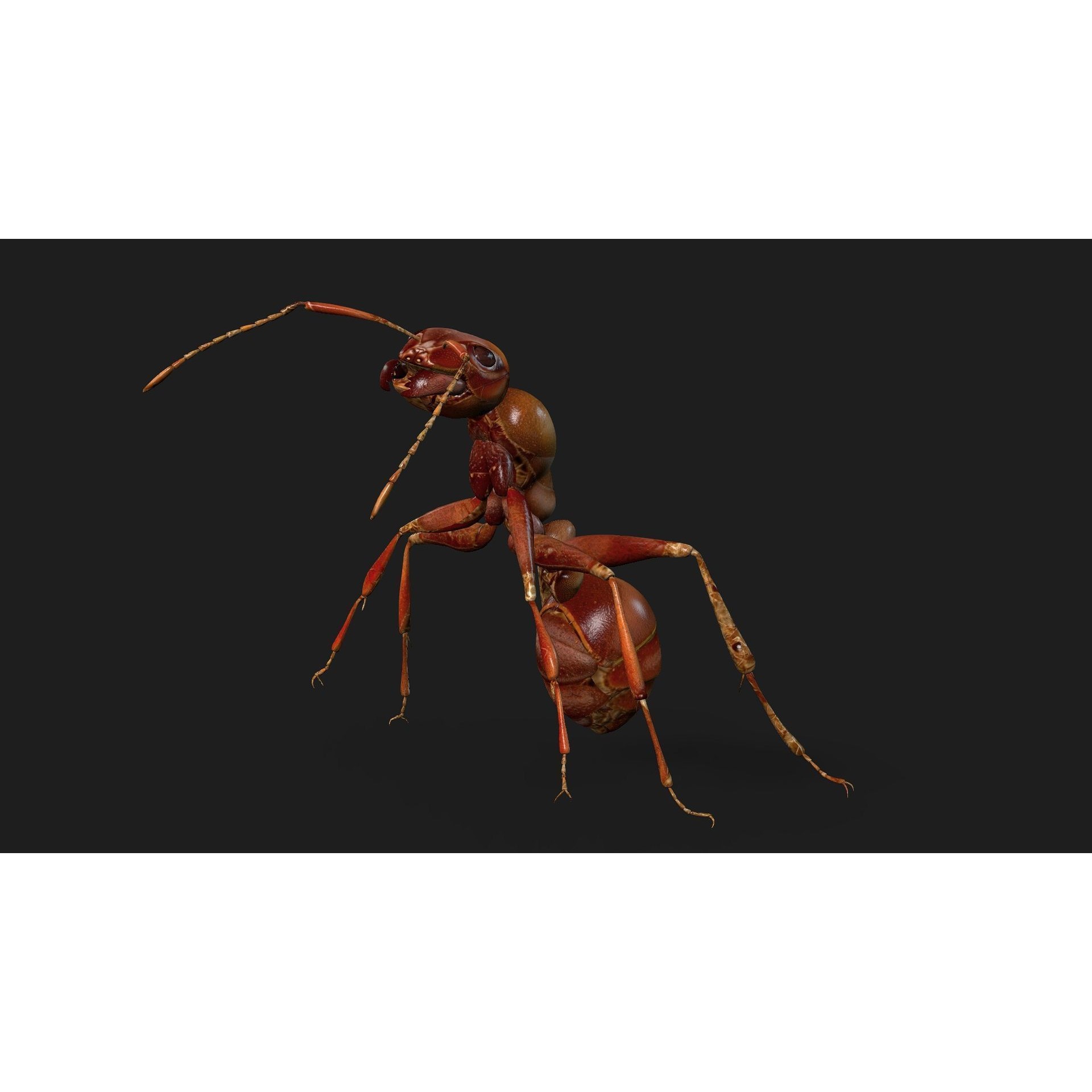 Ant-V2 - Rigged Animated Game-Ready 3D Model - View 10