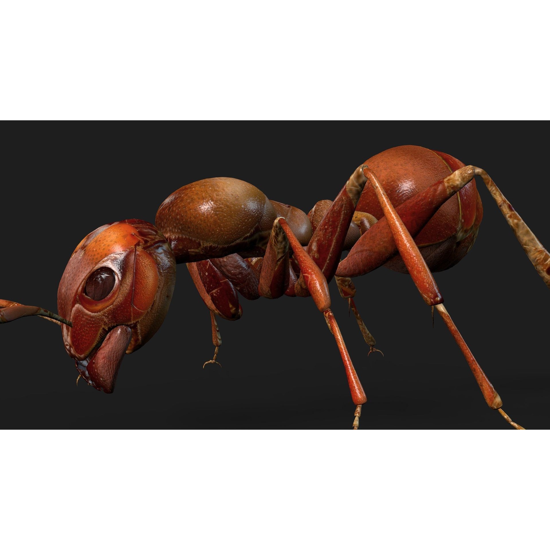 Ant-V2 - Rigged Animated Game-Ready 3D Model - View 11