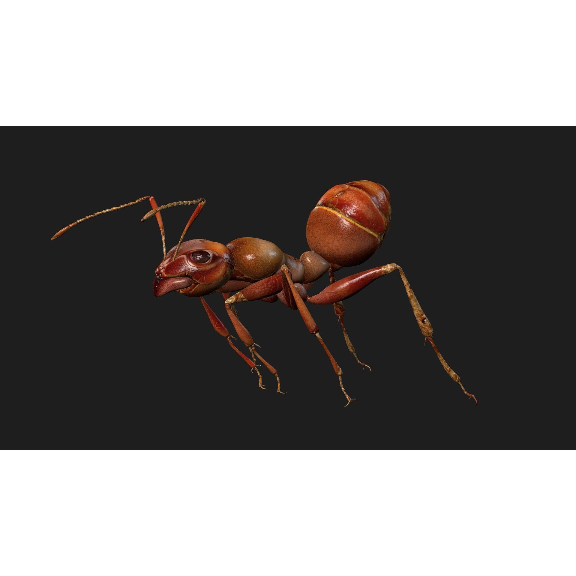 Ant-V2 - Rigged Animated Game-Ready 3D Model - View 12