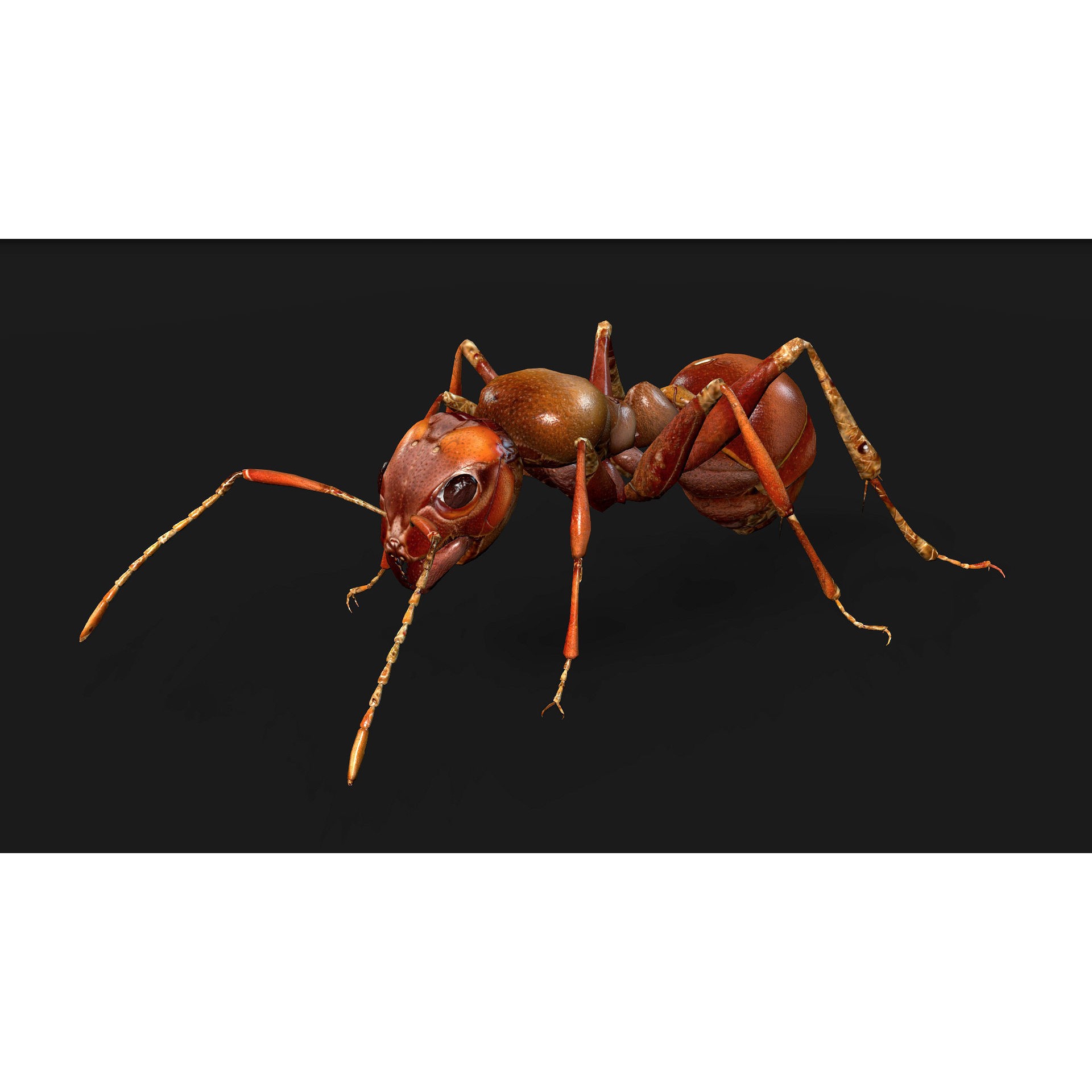 Ant-V2 - Rigged Animated Game-Ready 3D Model - View 3