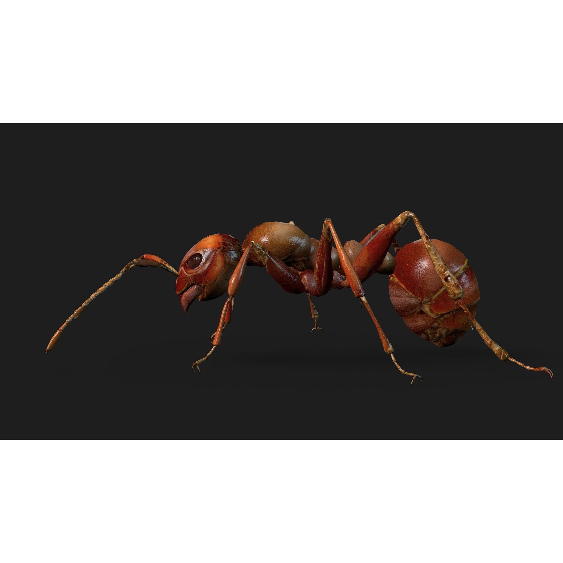 Ant-V2 - Rigged Animated Game-Ready 3D Model - View 5