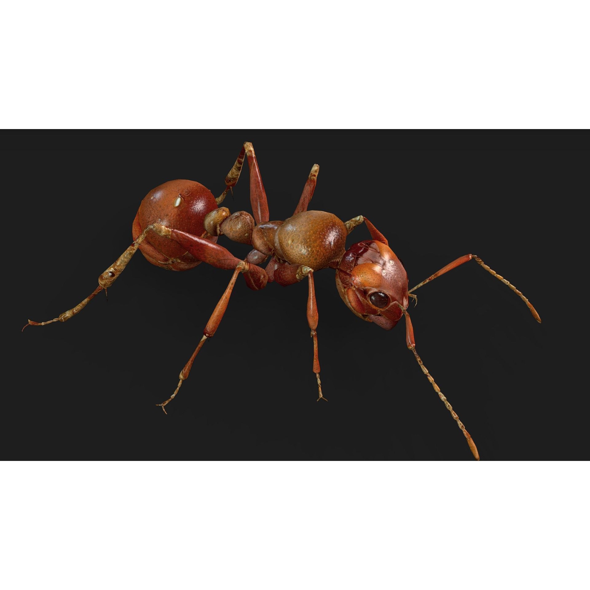 Ant-V2 - Rigged Animated Game-Ready 3D Model - View 6