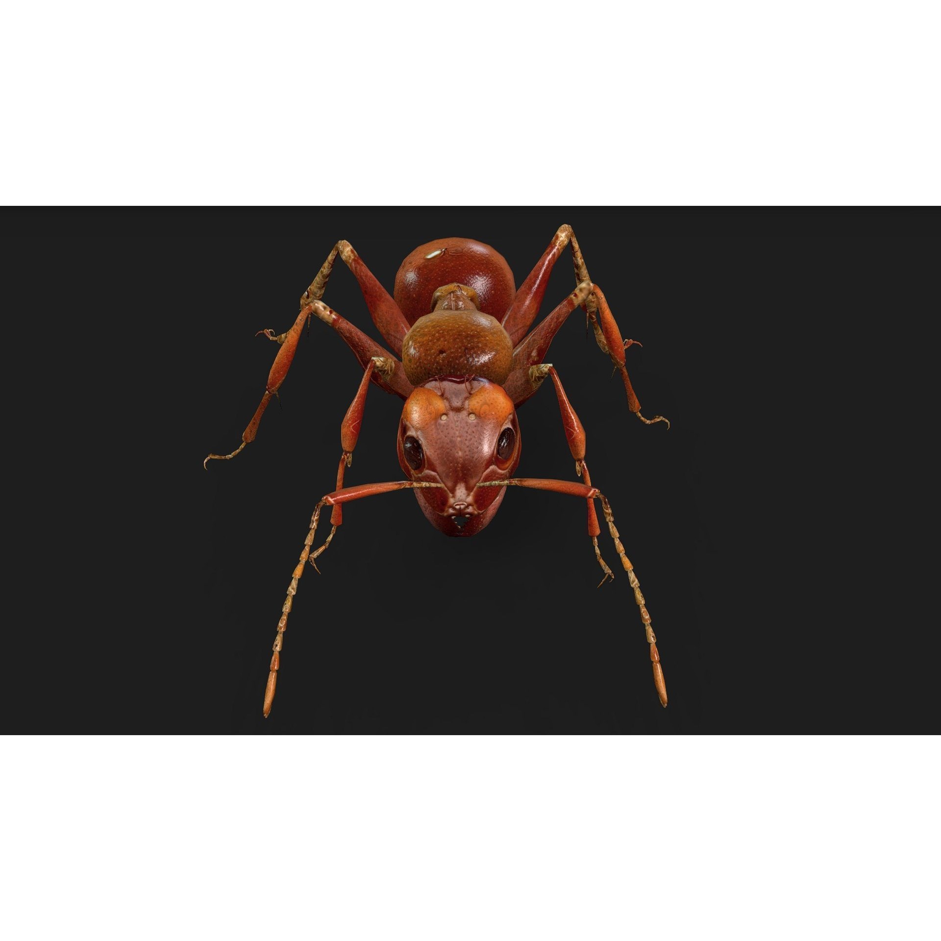 Ant-V2 - Rigged Animated Game-Ready 3D Model - View 7