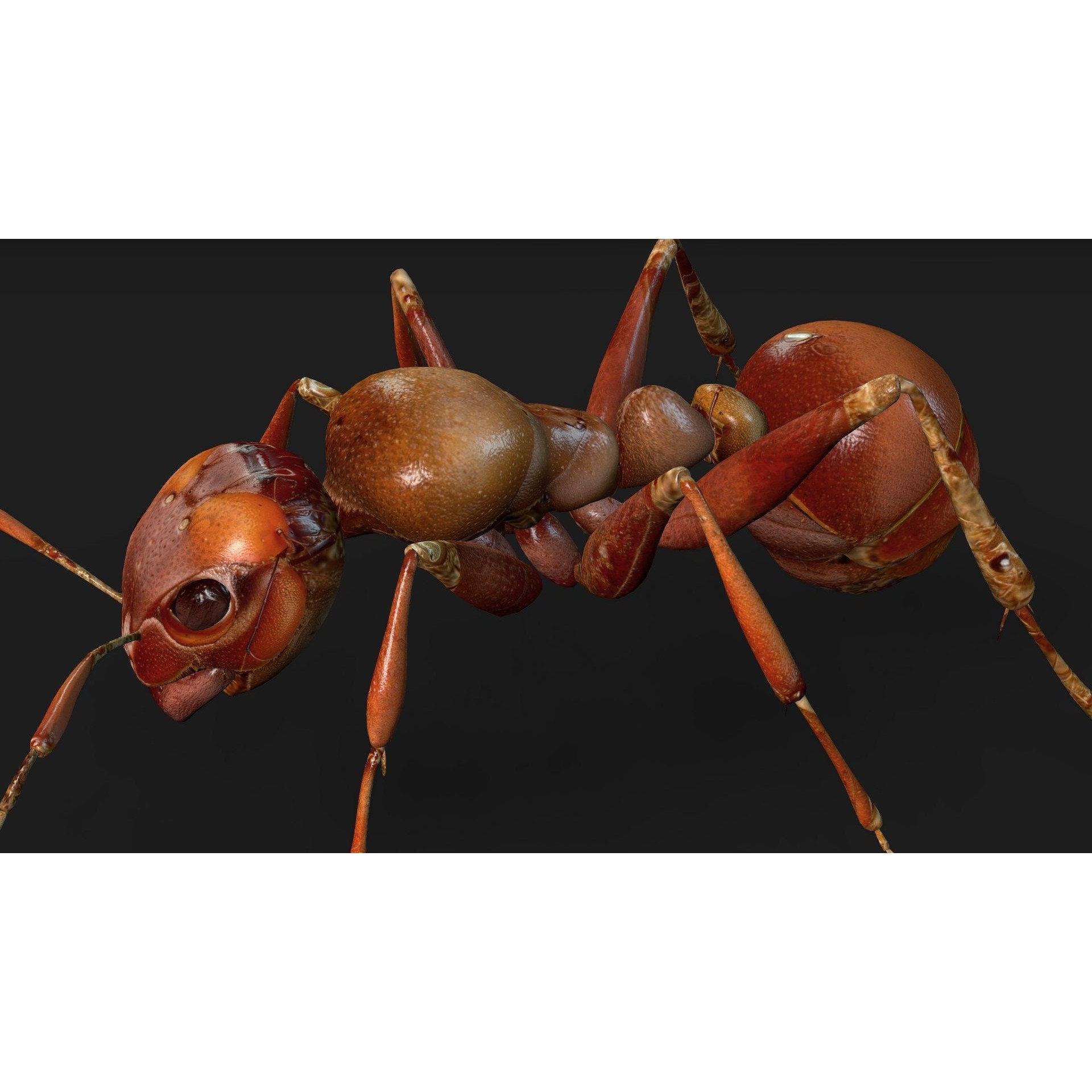 Ant-V2 - Rigged Animated Game-Ready 3D Model - View 8