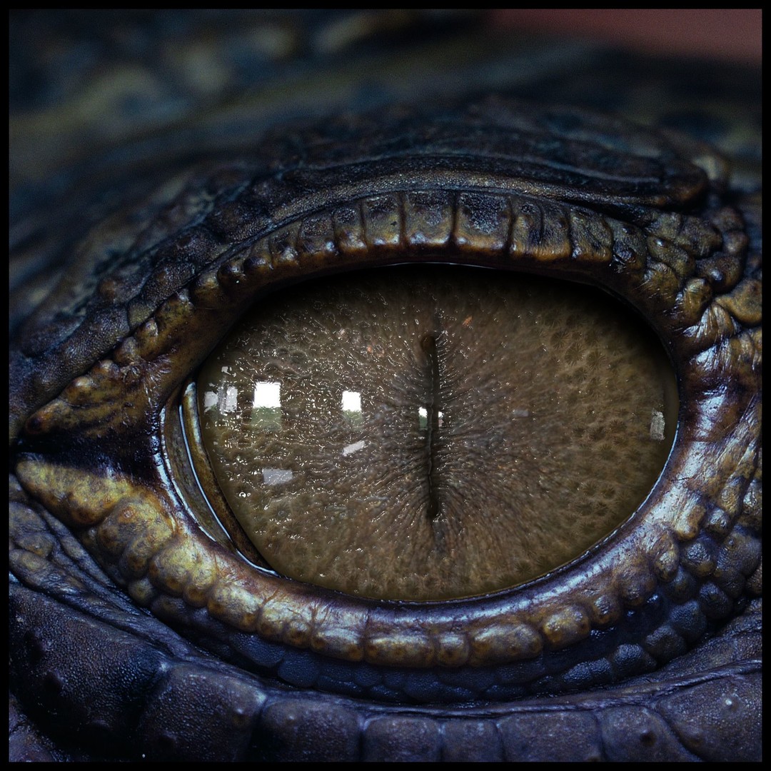 Creature Eyes 3D Model – PBR Low-Poly Eye Bundle, FBX - View 6