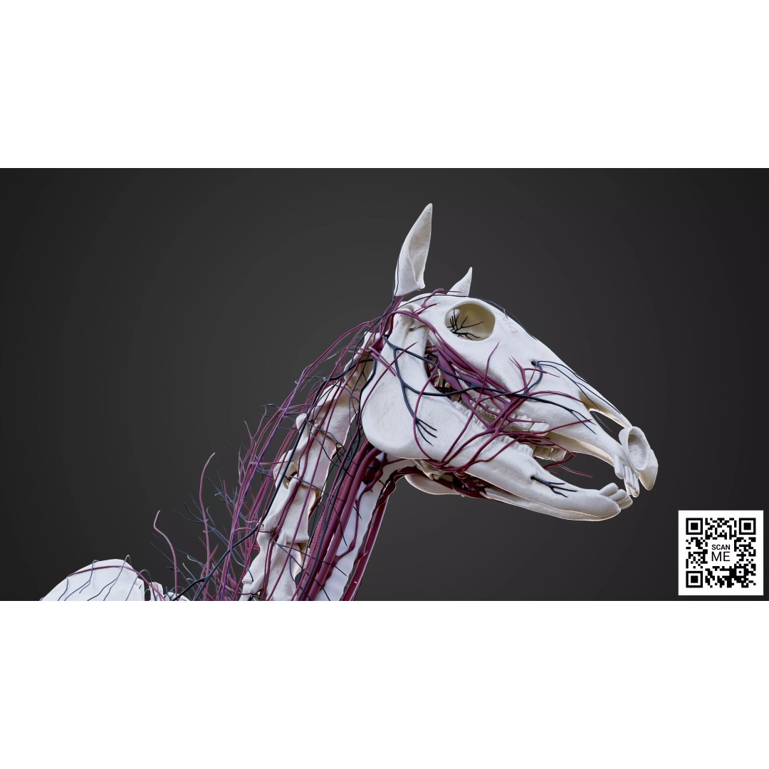 Horse Anatomy 3D Model – Low Poly Educational Asset, FBX, PBR