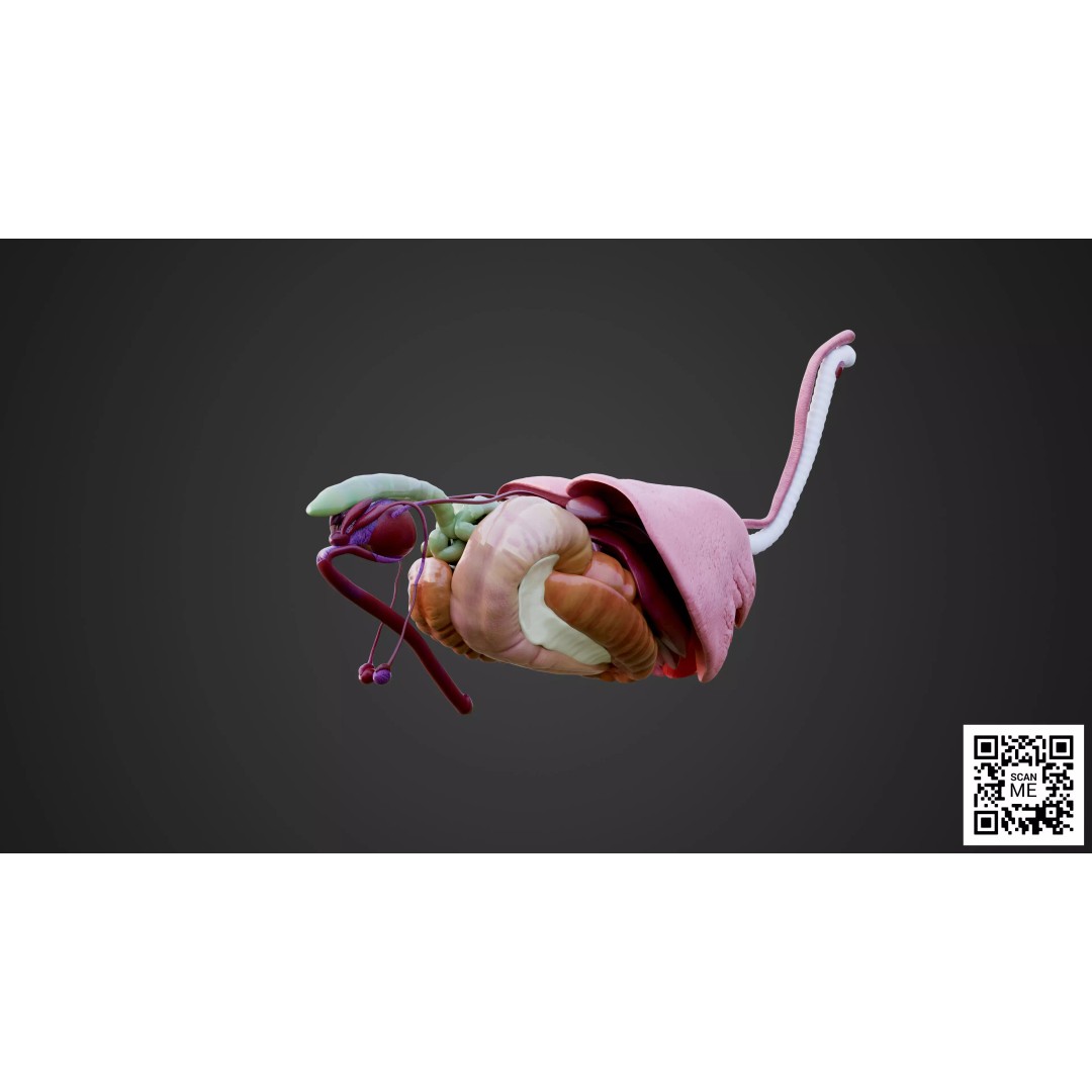 Horse Anatomy 3D Model – Low Poly Educational Asset, FBX, PBR - View 10
