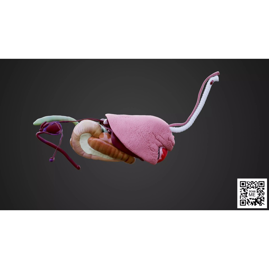 Horse Anatomy 3D Model – Low Poly Educational Asset, FBX, PBR - View 11