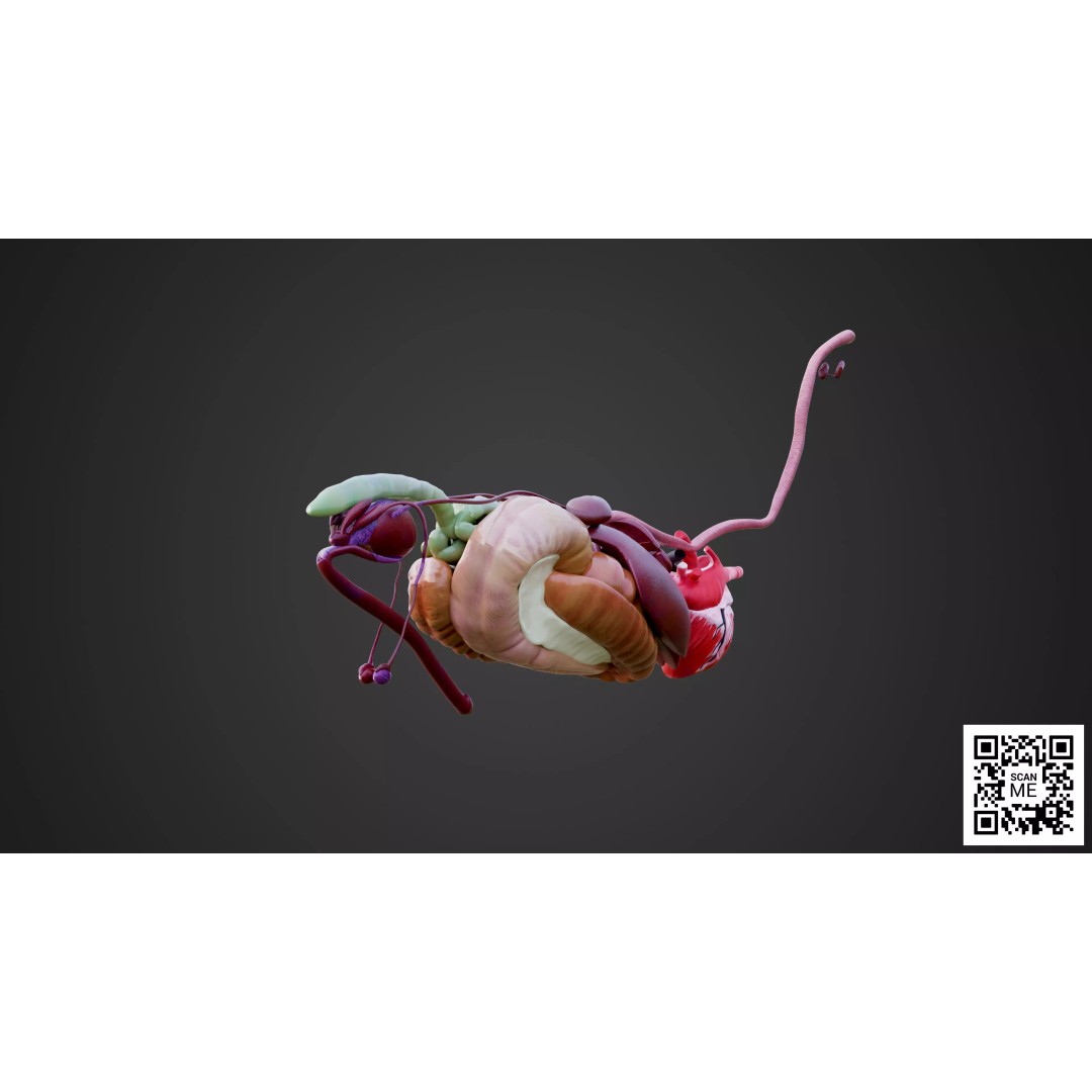 Horse Anatomy 3D Model – Low Poly Educational Asset, FBX, PBR - View 15