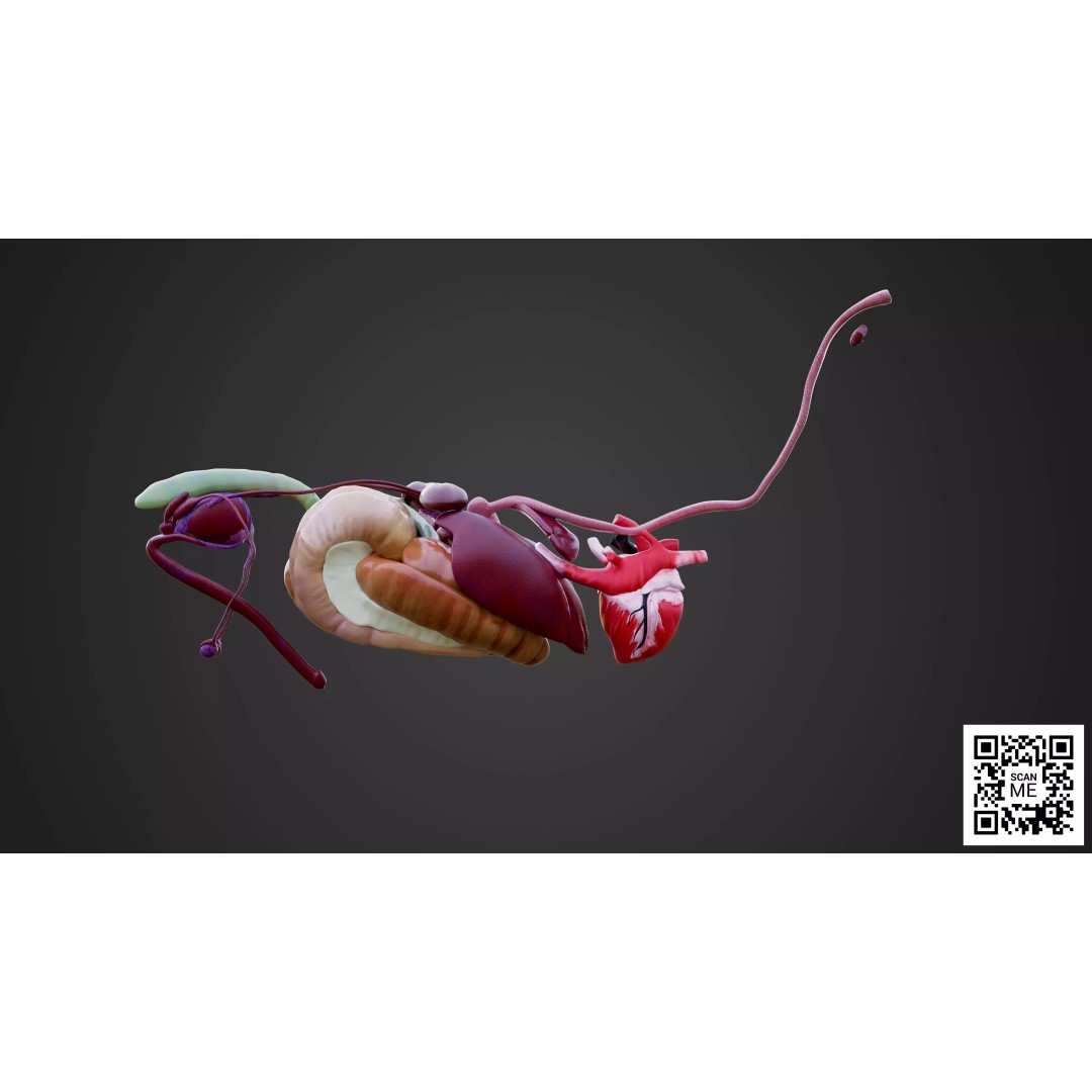 Horse Anatomy 3D Model – Low Poly Educational Asset, FBX, PBR - View 16