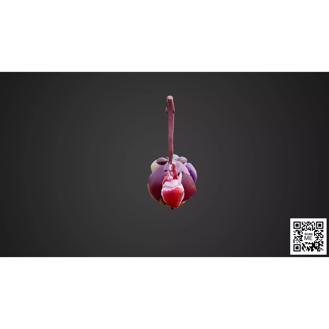 Horse Anatomy 3D Model – Low Poly Educational Asset, FBX, PBR - View 17