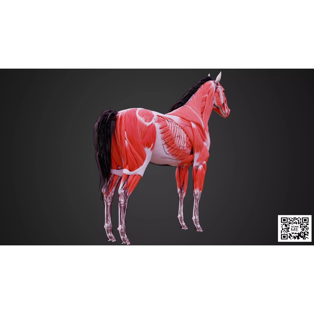 Horse Anatomy 3D Model – Low Poly Educational Asset, FBX, PBR - View 2
