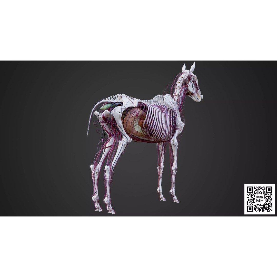 Horse Anatomy 3D Model – Low Poly Educational Asset, FBX, PBR - View 20