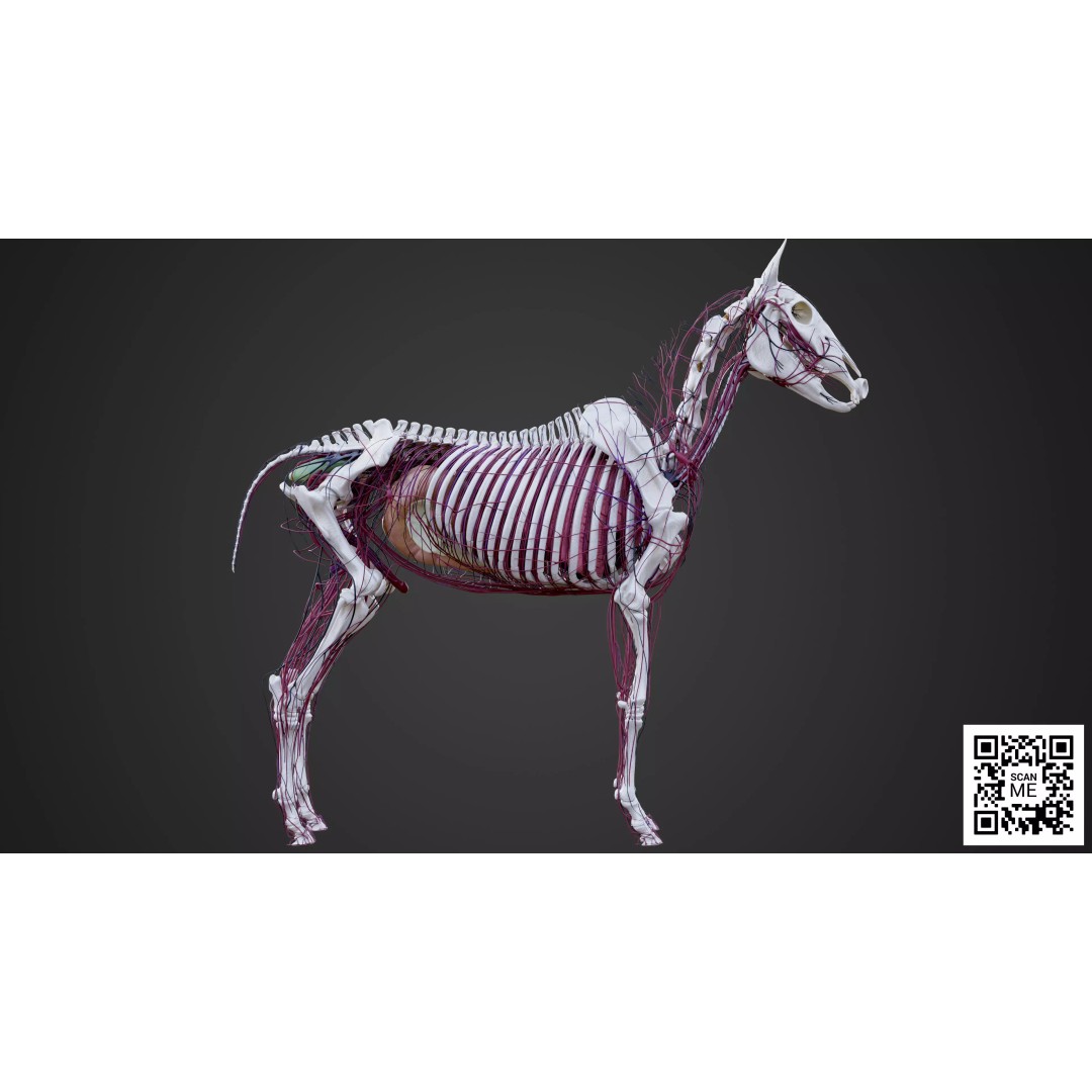 Horse Anatomy 3D Model – Low Poly Educational Asset, FBX, PBR - View 21