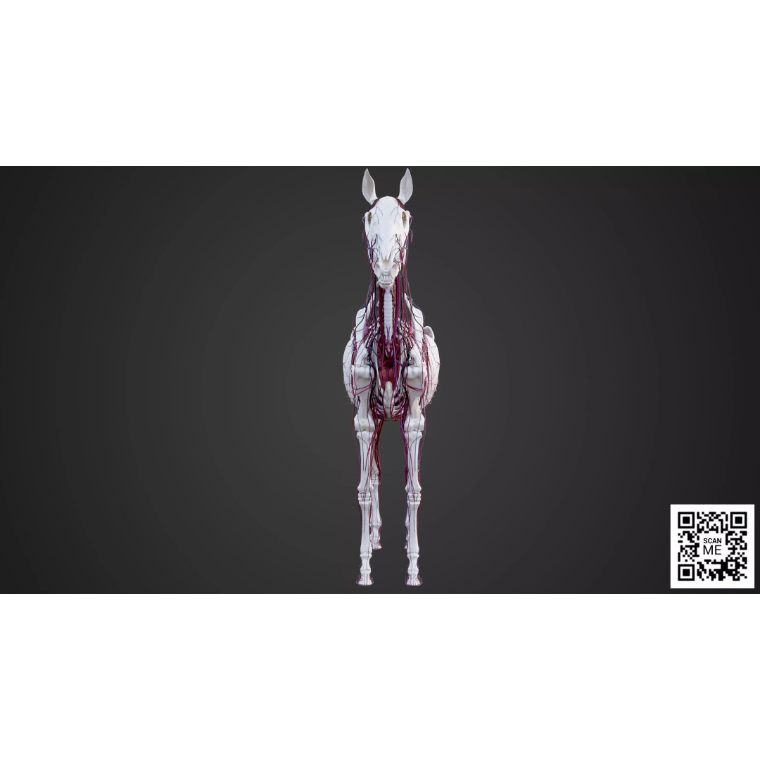 Horse Anatomy 3D Model – Low Poly Educational Asset, FBX, PBR - View 22