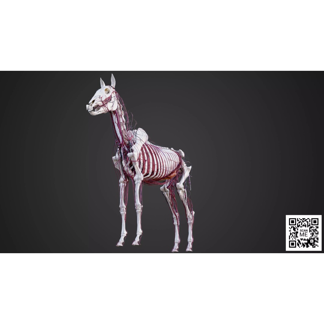 Horse Anatomy 3D Model – Low Poly Educational Asset, FBX, PBR - View 23