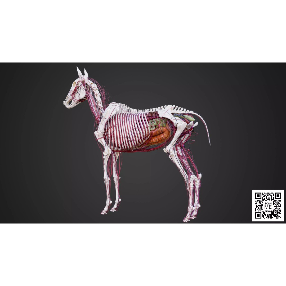 Horse Anatomy 3D Model – Low Poly Educational Asset, FBX, PBR - View 24