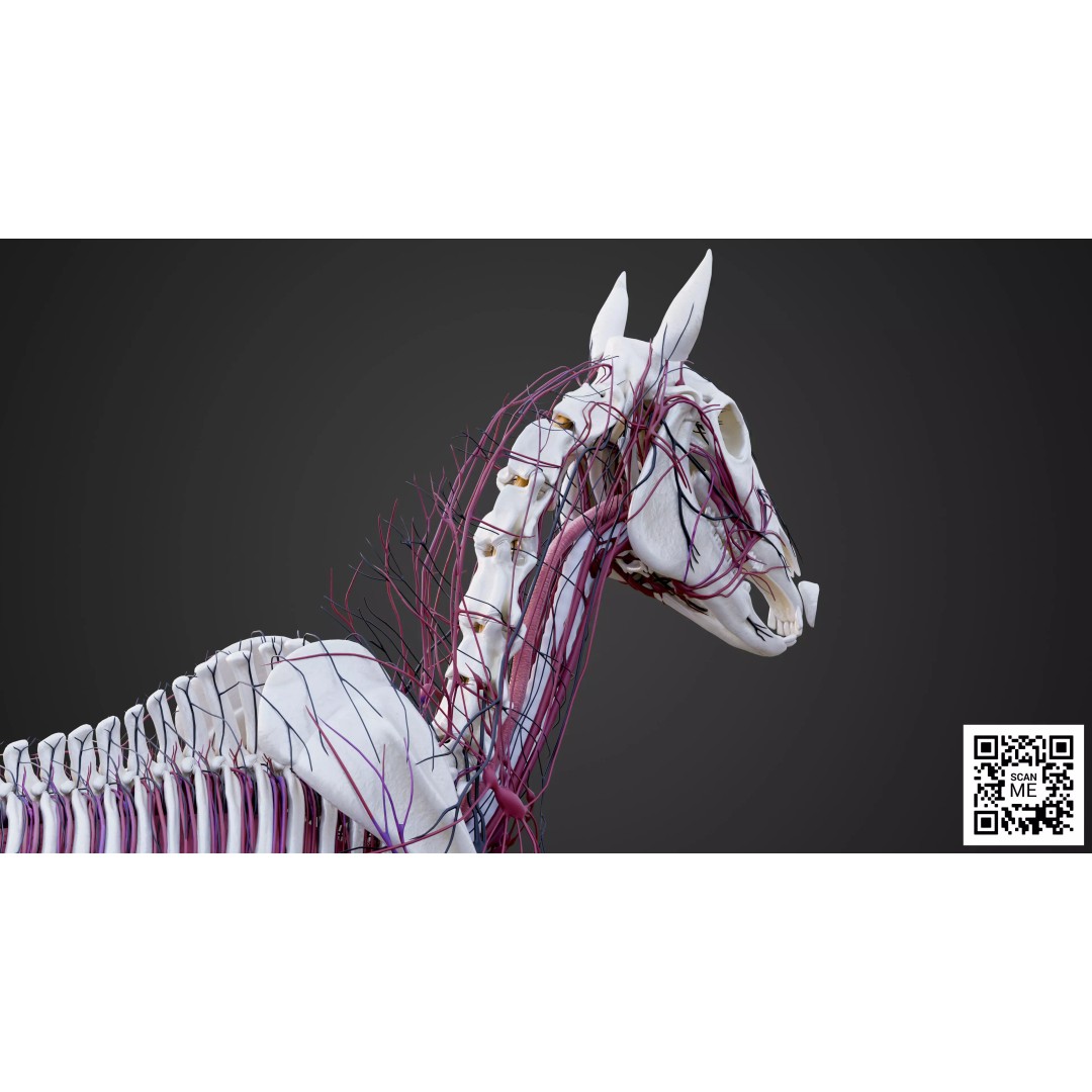 Horse Anatomy 3D Model – Low Poly Educational Asset, FBX, PBR - View 25